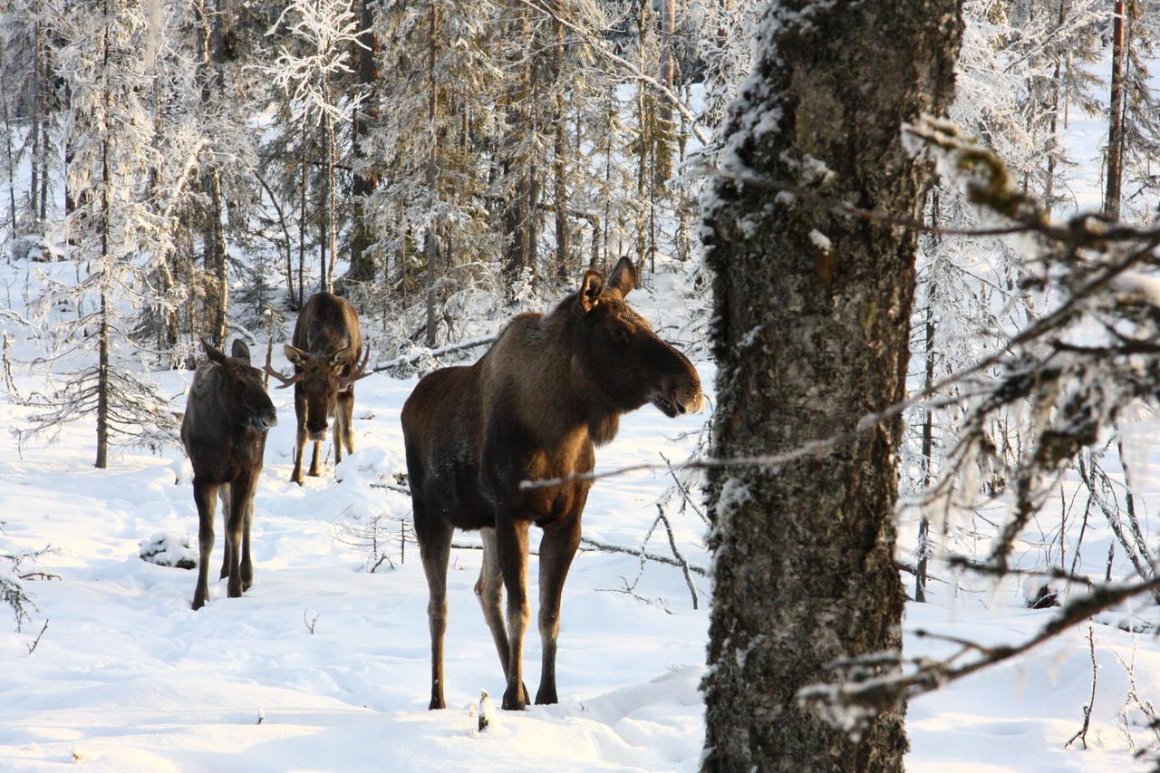 Saelens Vandrarhem I Graesheden Stöten Eksteriør billede